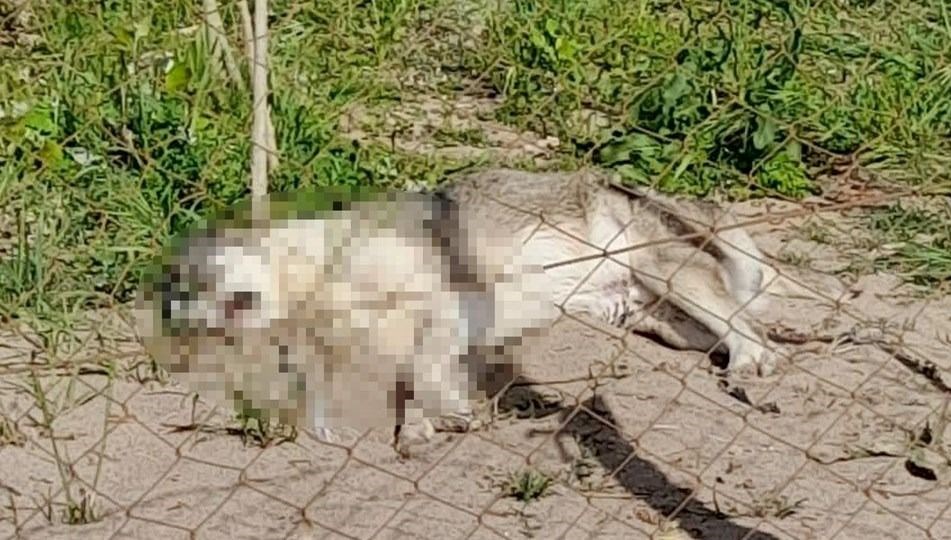 Mamak Belediyesi'nde köpek ölümlerine ilişkin açıklama