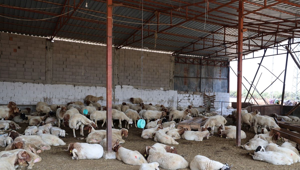 20 yıl sonra ilk kez görüldü: Bir mahalle karantina altında