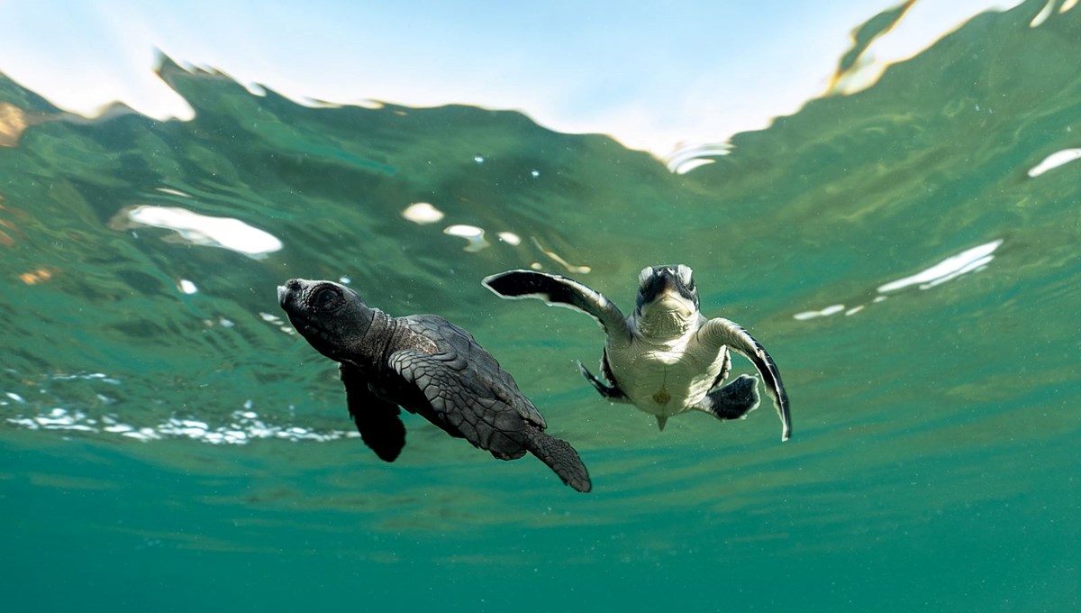 Caretta caretta yavrularının yuvalarından çıkışı görüntülendi