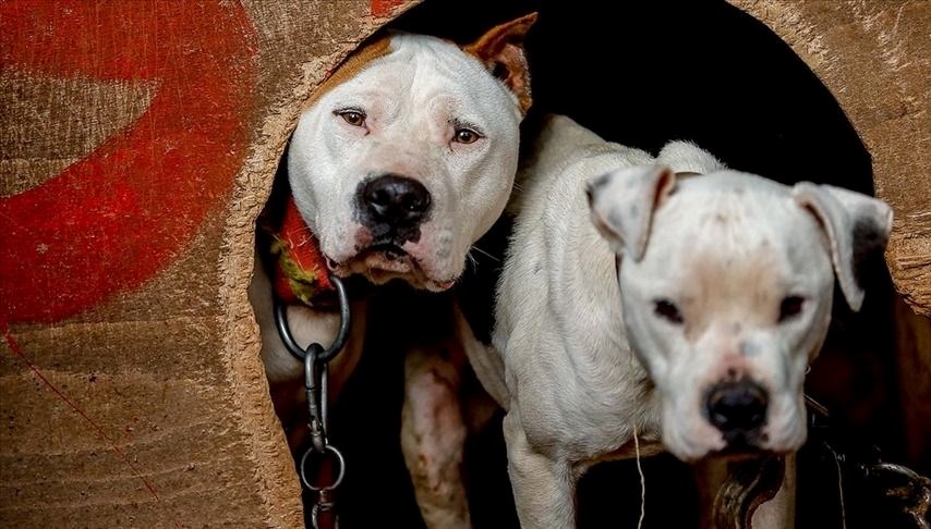 Yasaklı ırk köpek besleyen kişiye binlerce lira ceza