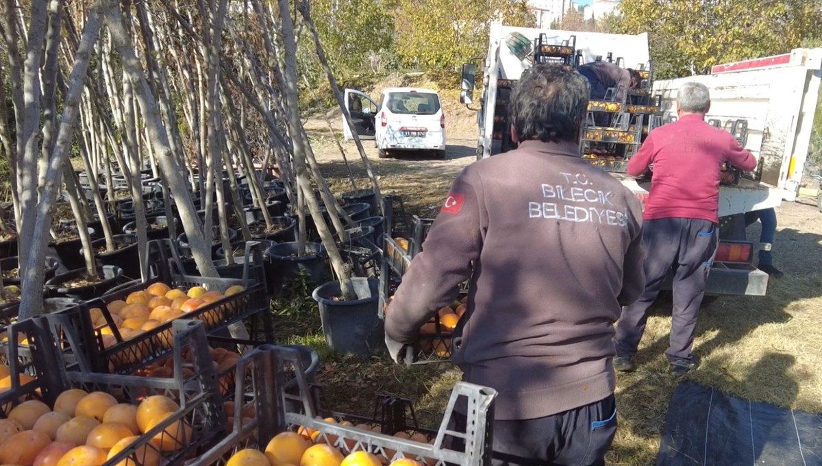 6 yıl önce deneme amaçlı dikilmişti: 5 ton ücretsiz dağıtıldı