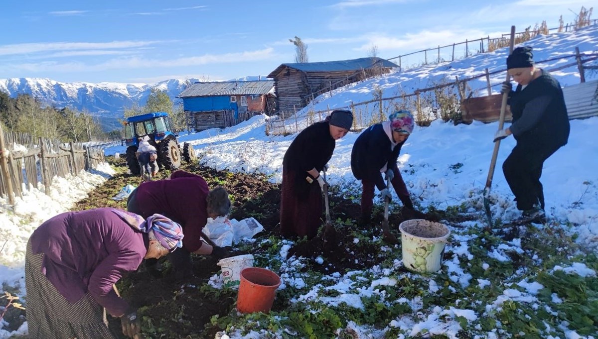 İlçeye 30 kilometre uzakta hasat başladı: Kar altında zorlu mesai