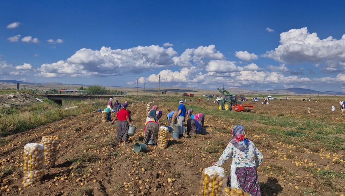 Patateslerini satamadı, halka ücretsiz dağıttı