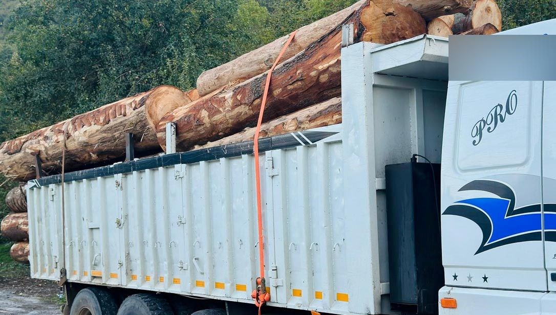 Bolu'da ağaç katliamı: Savcılık harekete geçti