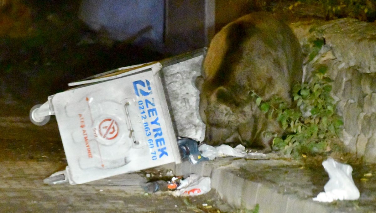 Bozayılar şehre indi: Artık evlere girmeye başladılar